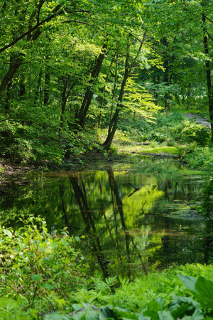 Mount Pleasant, New York: Reflection of trees in Swan Lake on a bright summer day at the Rockefeller...