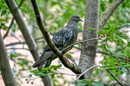 New York, New York: A rock pigeon (Columba livia) in a park in midtown Manhattan, New York City. Feral pigeons vary greatly in color and pattern.の写真素材