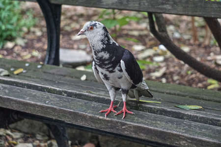 New York, New York: A rock pigeon (Columba livia) in a park in midtown Manhattan, New York City. Feral pigeons vary greatly in color and pattern.の写真素材