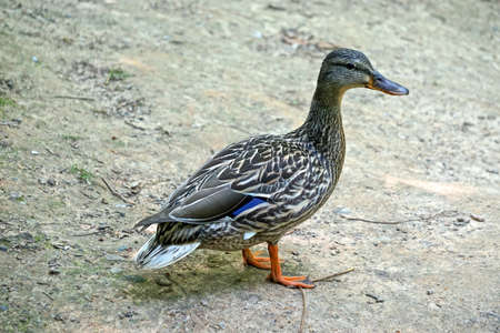Portrait of a female mallard (Anas platyrhynchos) with beautiful brown and white patterned feathers, standing on a rock.の写真素材
