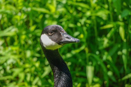 Closeup portrait of a Canada goose (Branta canadensis)の写真素材