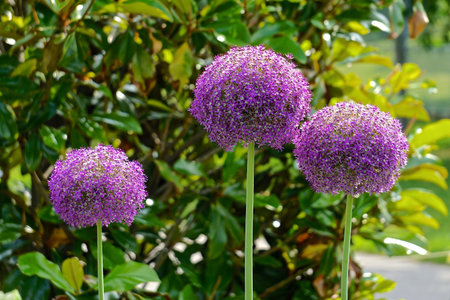 Randalls Island, New York: Purple giant onion (Allium giganteum) flowersの写真素材
