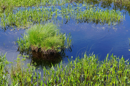 Adirondack Park, New York: Blue sky reflected in a lake with clumps of grass.