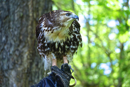 Profile portrait of a red-tailed hawk, Buteo jamaicensis -- also known as the chickenhawk -- held by a handler wearing a protective leather glove.の写真素材