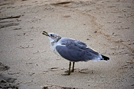 Jones Beach State Park, New York: Ring-billed gull (Larus delawarensis) on the sand at Jones Beach.