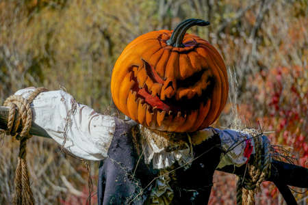 The Bronx, New York: Halloween scarecrow with a carved pumpkin head, white shirt, black vest, and brown pants in a field in the New York Botanical Garden.の写真素材