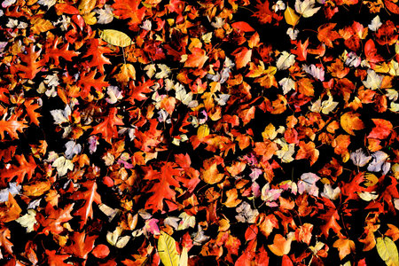 Saturated high-contrast photo of yellow, orange, red, and brown autumn leaves.