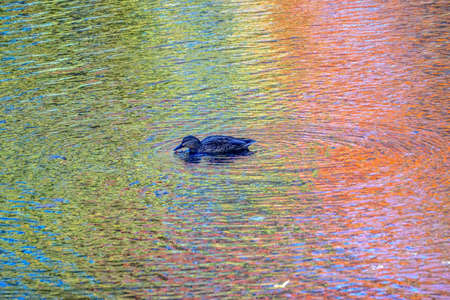 The Bronx, New York: A female mallard (Anas platyrhynchos) swimming in a lake in the New York Botanical Garden, with the reflection of autumn leaves in the water.の写真素材