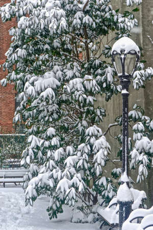 New York, NY: An old-fashioned street lamp, trees, and benches covered in snow in a city park.の写真素材