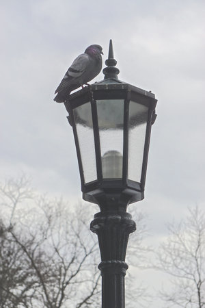 New York, New York: A rock pigeon - Columba livia - perched on the top of a vintage street lamp on a...
