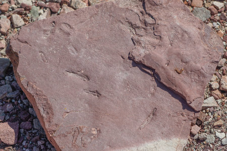 Peach Springs, Arizona, USA: Closeup of fossil impressions in red sedimentary rock, found in Peach Springs Canyon, along Diamond Creek Road.の写真素材