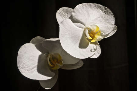 Close-up of white Moon Orchids (Phalaenopsis Amabilis) with a yellow center, against a black background.の写真素材