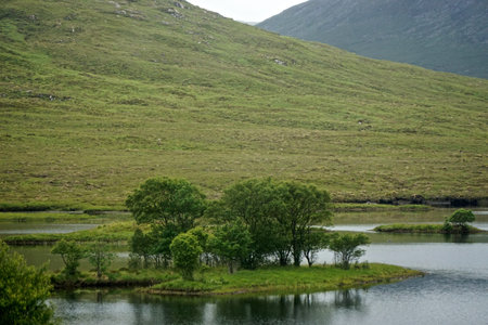 Trees on an island in Loch Droma, on the west coast of the Highlands of Scotland.