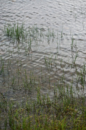 Blades of grass and their reflections make interesting patterns in rippling water at the edge of a...
