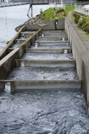Juneau, Alaska, USA: Salmon fish ladder at the Macaulay Salmon Hatchery in Juneau, Alaska.のeditorial素材