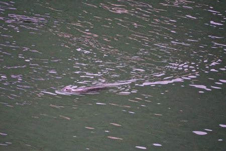 Juneau, Alaska: Harbor seal (Phoca vitulina, family Phocidae) swims in the water off of Juneau,...
