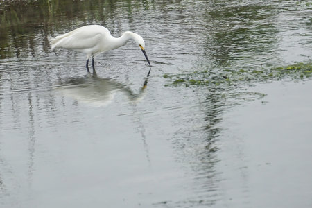 Chincoteague Island, Virginia: Snowy Egret (Egretta thula) wading into a stream on Chincoteague...