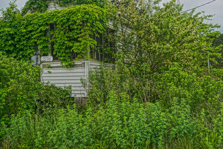 Greenbackville, Virginia: An abandoned house covered with ivy near the waterfront in Greenbackville, Accomack County, Virginia.の写真素材