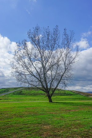 Croton-On-Hudson, New York, USA: A solitary maple tree in a field under a cloud-covered autumn sky...