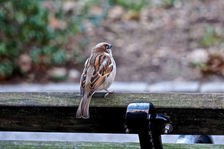 House sparrow (Passer domesticus). The house sparrow is associated with human habitations, and can live in urban or rural settings.の写真素材