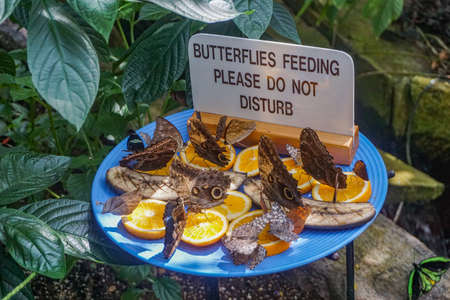 Niagara-on-the-Lake, Ontario, Canada: Butterflies feeding on oranges and bananas at the Niagara Parks Butterfly Conservatory.の写真素材