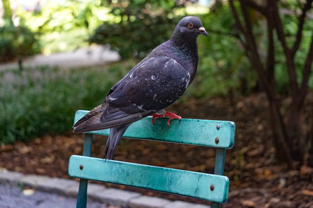 A rock pigeon (Columba livia) perched on a park bench. Feral pigeons vary greatly in color and pattern.の写真素材
