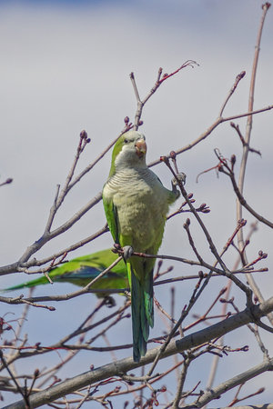 Brooklyn, New York: A monk parakeet (Myiopsitta monachus), also known as the Quaker parrot, at...