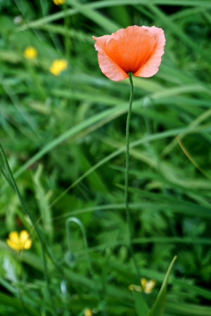 Closeup of a beautiful poppy flower - Papaver spp.の写真素材