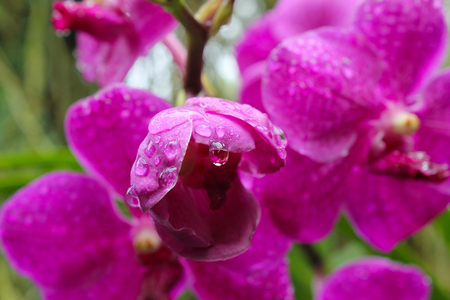 Orchid in the rainの写真素材