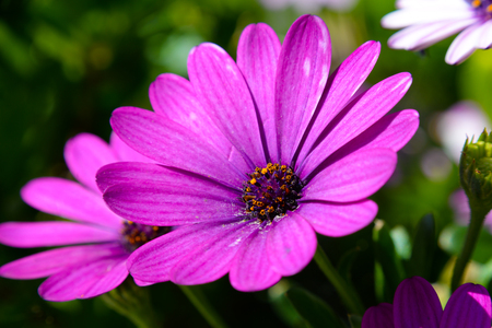 Osteospermum (Spanish daisy)の写真素材