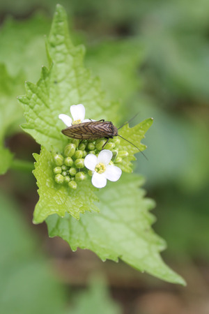 Little bug on leaf with white blossomの写真素材