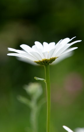 White daisyの写真素材