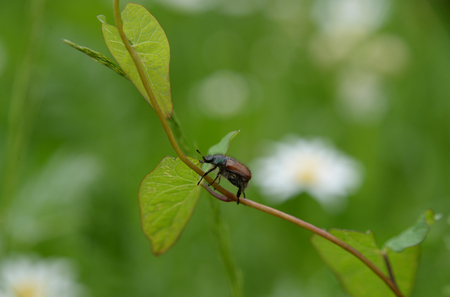 Beetle on a branchの写真素材