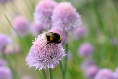 Bumble bee on purple violet thistelの写真素材