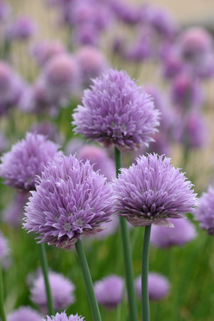 Purple thistel flowerの写真素材