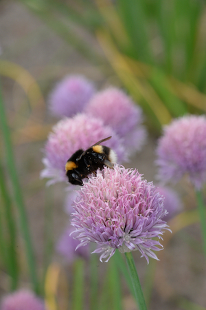 Bumble bee on purple violet thistelの写真素材