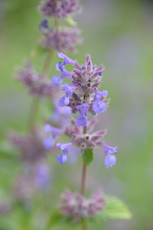 Wild purple orchidの写真素材