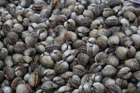 The cockle in the market.の写真素材