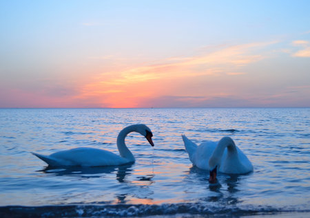 Swans in the beautiful sunset over the seaの写真素材