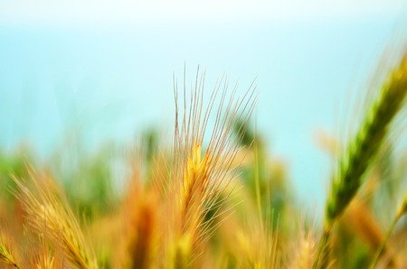 Yellow and green wheat field and sunny dayの写真素材
