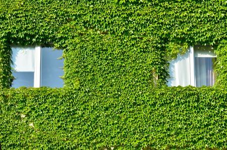 Two windows on the background of grape leavesの写真素材
