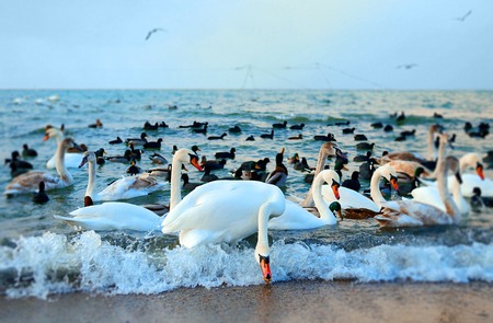 Swans in the beautiful sunset over the seaの写真素材