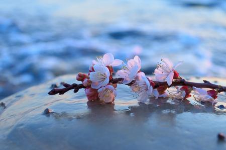 Cherry blossoms against the blue sky backgroundの写真素材