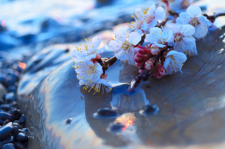 Cherry blossoms against the blue sky backgroundの写真素材