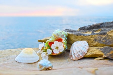 Beautiful seashells on large stones near the seaの写真素材