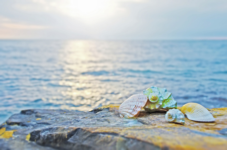 Beautiful seashells on large stones near the seaの写真素材