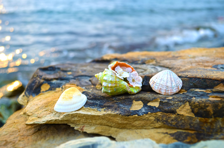 Beautiful seashells on large stones near the seaの写真素材