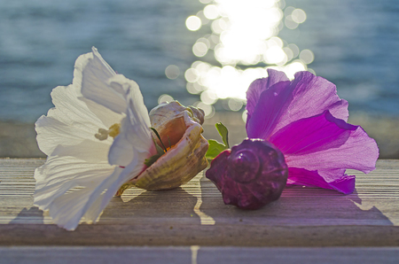Seashells and flowers on the wooden sun lounger near the seaの写真素材