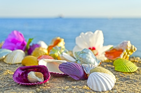 Beautiful colored seashells on large stones near the seaの写真素材