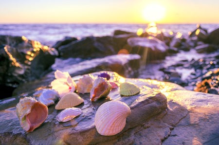 Beautiful colored seashells on large stones near the sea and with splashの写真素材